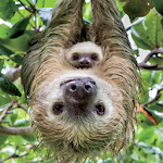 Cover Image of Tải xuống Sloth Wallpapers HD  APK