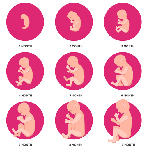 Pregnancy Week By Week - Ứng Dụng Trên Google Play