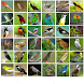 Masteran burung lengkap mp3 - Androidアプリ