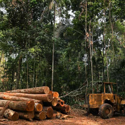 Amazonn woods logo
