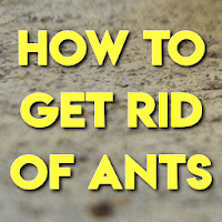 HOW TO GET RID OF ANTS