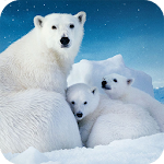 Cover Image of Descargar New Polar Bear Wallpaper  APK