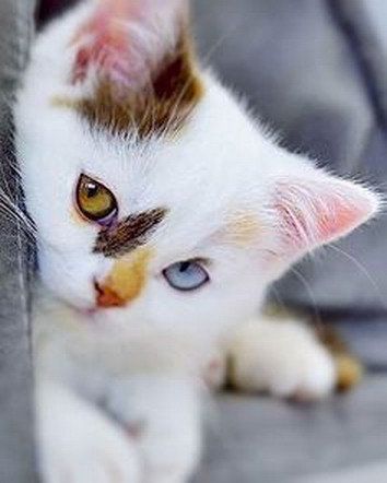 Animals Cute  Wallpaper 2024