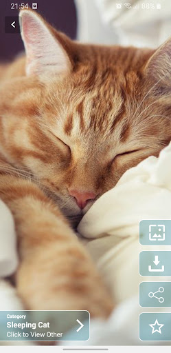 Cute Kitten Wallpaper Screen 3