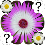 Flowers Memory Game icon