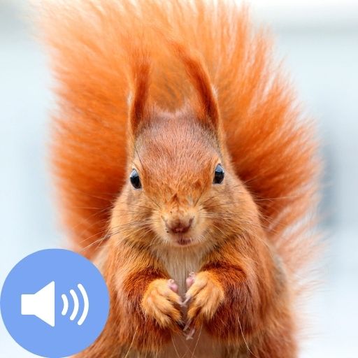 Squirrel Sounds and Wallpapers