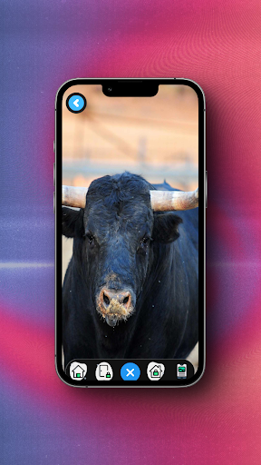 Bull Wallpaper Screenshot 2 - AppWisp.com
