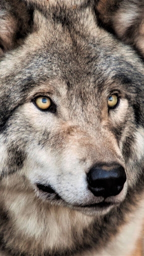 Wolf Wallpapers 4K Screen 2