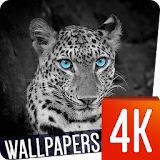 Animals Wallpapers 4k icon