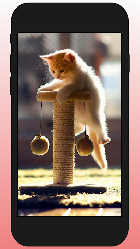 Adorable Cats Wallpaper