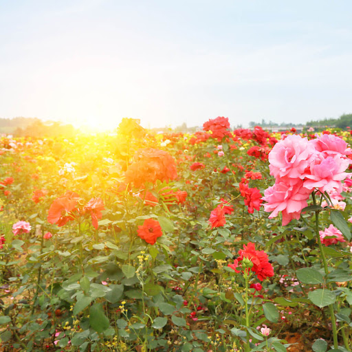 Rose Garden Wallpaper Screen 2