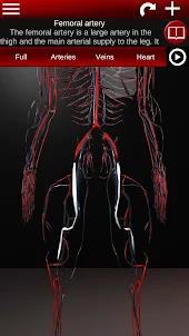 Circulatory System 3D Anatomy