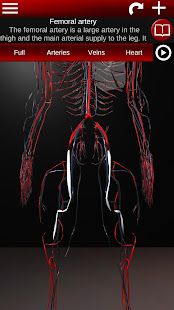 Circulatory System in 3D (Anatomy)