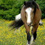 Wild Animals Horse Wallpapers icon