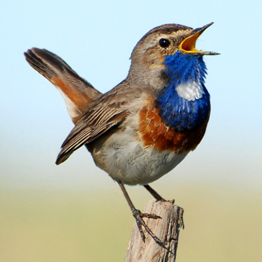 Birds of Russia Songs & Calls تنزيل على نظام Windows