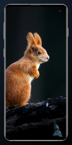 Android application HD Wallpapers 4K screenshort