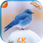 Cover Image of ダウンロード Bird wallpaper HD 2020 1.0 APK