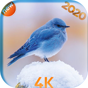 Top 39 Travel & Local Apps Like Bird wallpaper HD 2020 - Best Alternatives