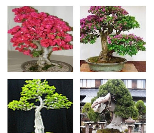 bonsai plants