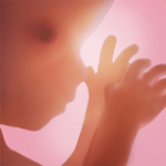 Cover Image of Download Pregnancy + | tracker app, week by week in 3D 5.9.2 APK