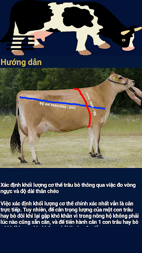 Thước đo khối lượng bò sữa Screen 2