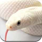 Snake Wallpaper HD icon