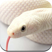  Snake Wallpaper HD 