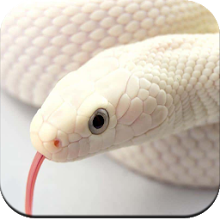 Snake Wallpaper HD - Latest version for Android - Download APK