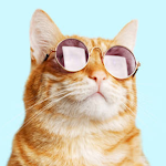 Cover Image of Unduh Cats Quotes & Cute Animal Pics  APK