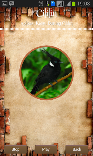 Crested Jay Screen 2