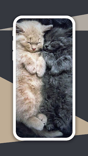 Sleeping Cat Wallpaper