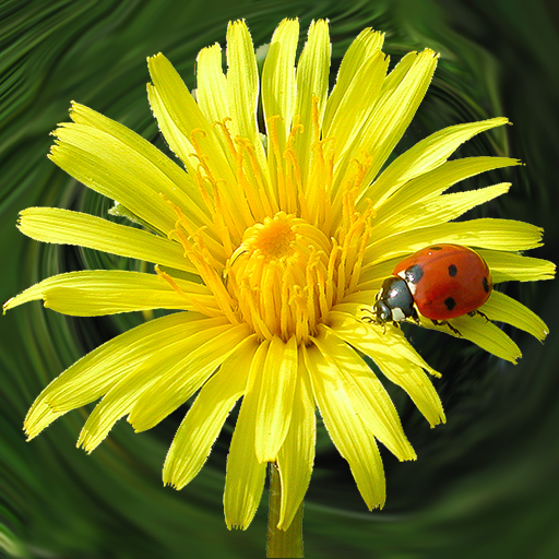Wildpflanzen zum Geniessen Descarga en Windows