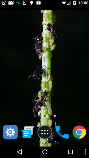 Android application moving ants wallpaper screenshort
