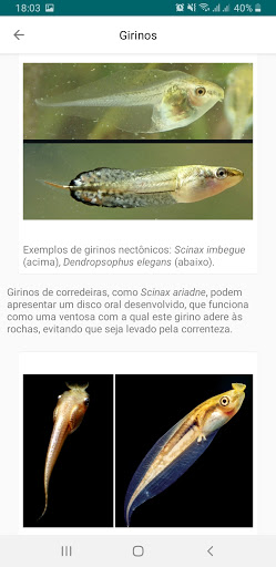 Anfíbios da Mata Atlântica