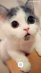 Best Cat Wallpapers ,Kitty/Kitten Cute Wallpapers