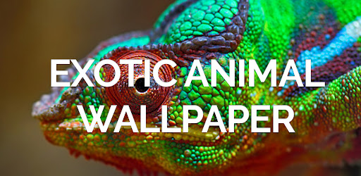 Exotic  Wild Animal Wallpaper