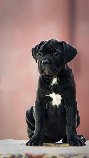 Cane Corso Wallpapers Screen 2