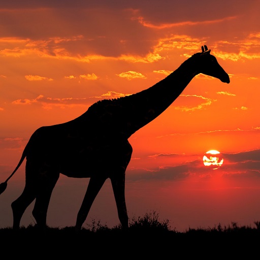 Giraffe Wallpapers logo