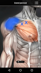Muscle trigger point anatomie
