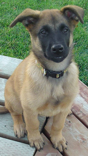 Android application Belgian Malinois Wallpapers screenshort