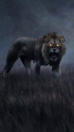 Lion Mobile Wallpapers
