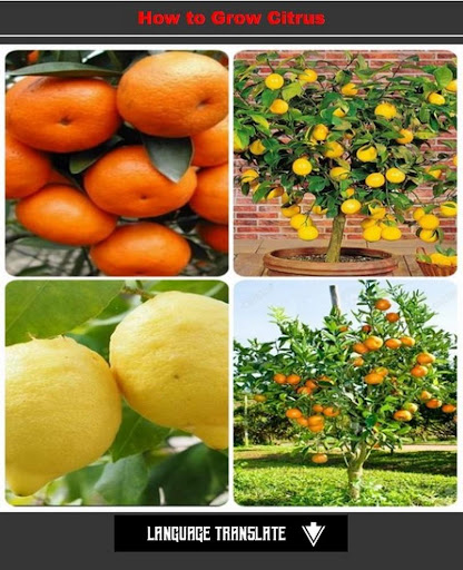 orange cultivation Screen 2