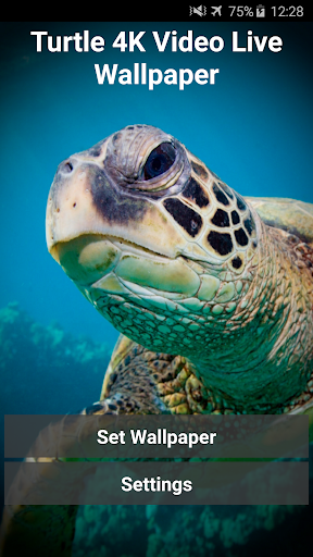 Android application Turtle 4K Video Live Wallpaper screenshort