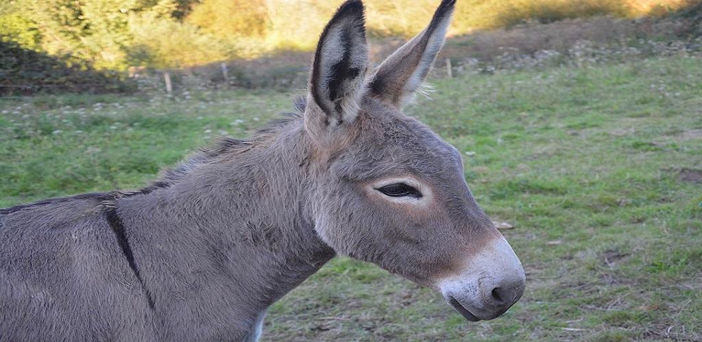 Donkey Sound