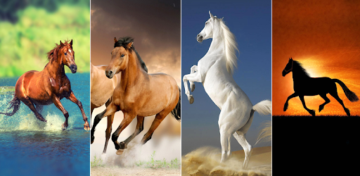 Horse Wallpapers 4k التطبيقات على Google Play