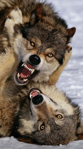 Wolf Wallpapers Screen 3