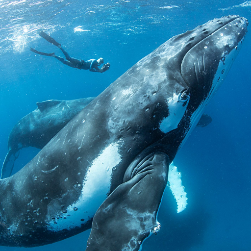 Humpback Whale Singing Sounds - Apps on Google Play
