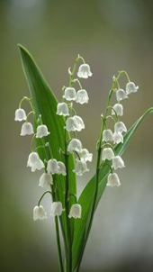 lily of the valley wallpaper