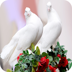 Cover Image of Tải xuống HD Pigeon Wallpaper  APK