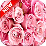 Pink Rose Wallpapers icon